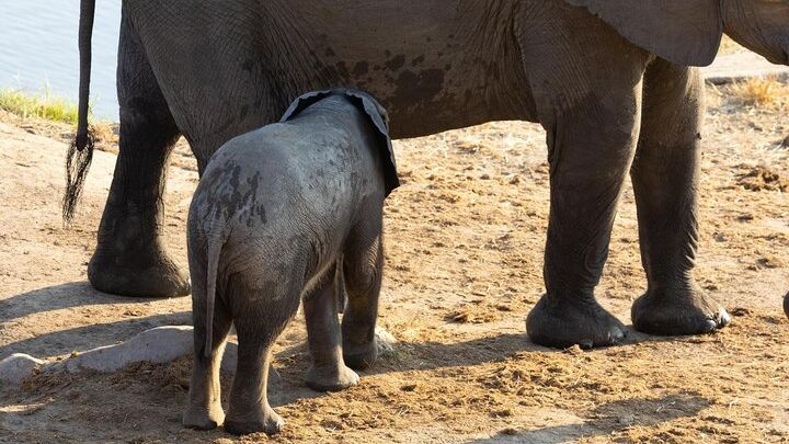 Livingstone Private Rhino Walking Safari