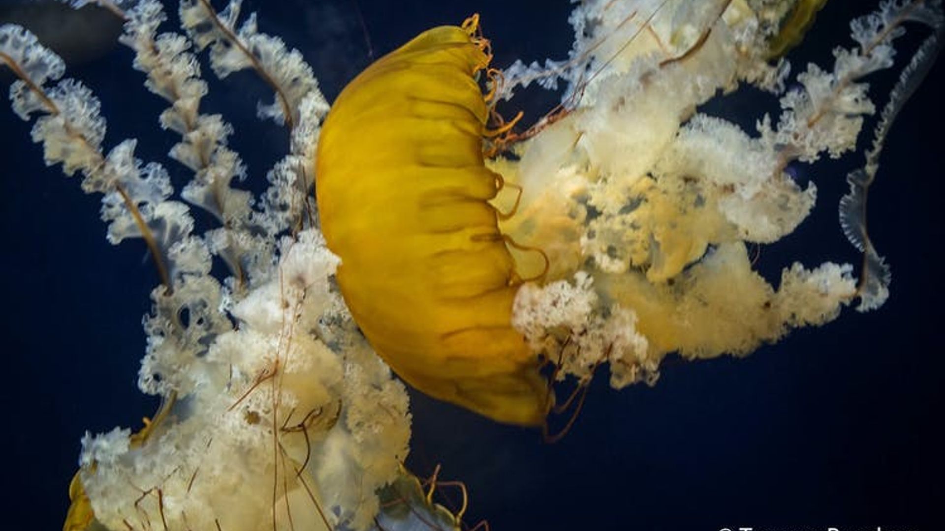 San Francisco Aquarium of the Bay tickets image 3