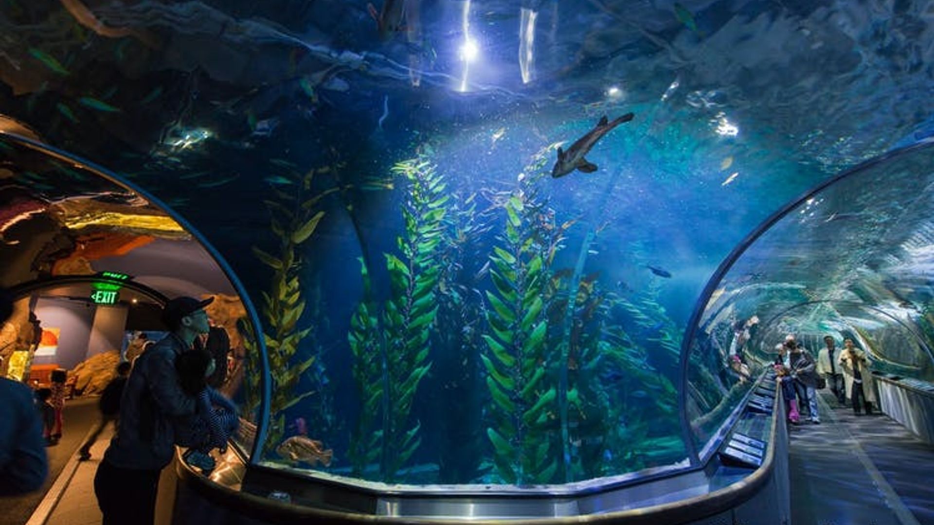 San Francisco Aquarium of the Bay tickets image 1