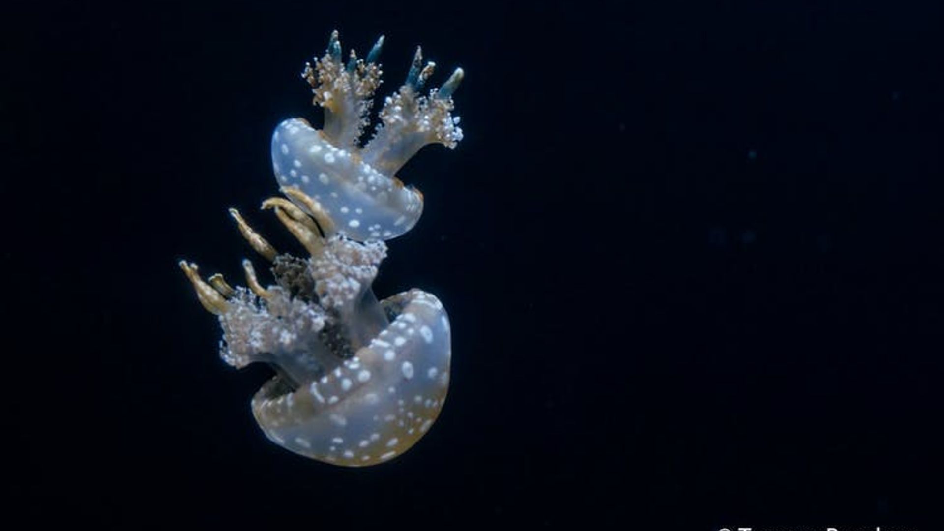 San Francisco Aquarium of the Bay tickets image 2