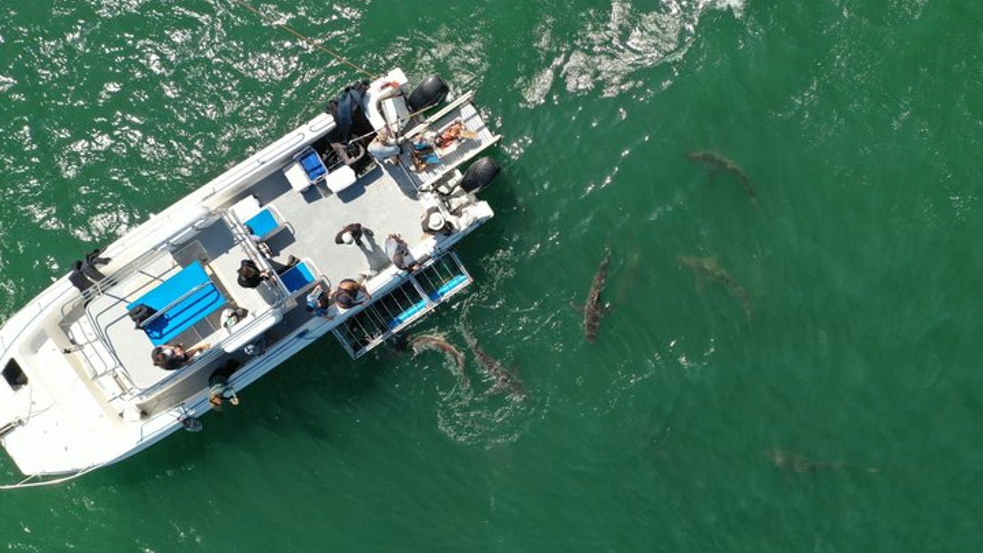 False Bay Shark Cage Diving Tour