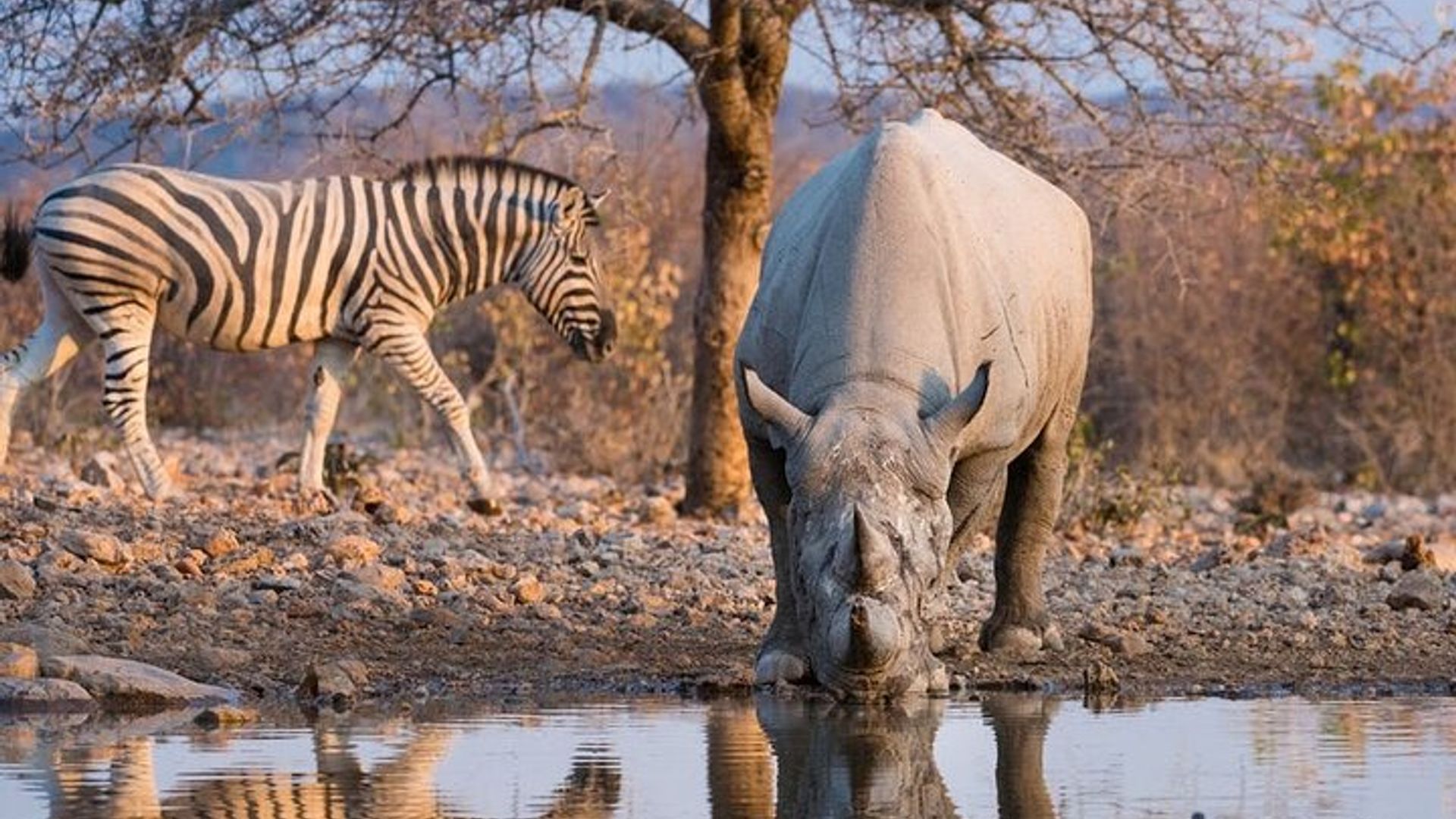 7 Days Uganda Gorilla and Wildlife safari