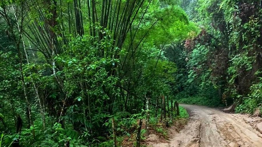 From Santa Marta: Minca Coffee and Waterfalls Day Tour