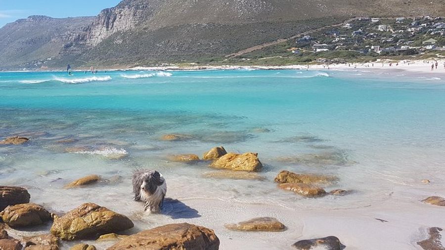 Cape of Good Hope and Boulders Beach Penguins Private Tour