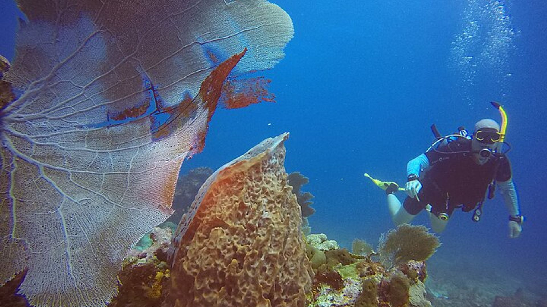 Shipwreck and Reef Dive Experience for Certified Divers image 2