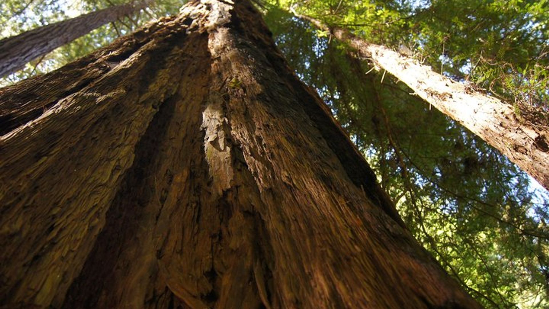 San Francisco: Guided Muir Woods Tour & Hop-on Hop-off Bus Tour image 1