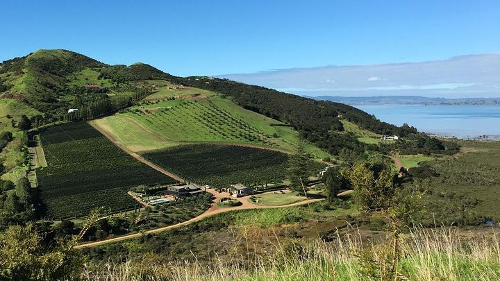 Waiheke Island Small-Group Guided Bush Hike with Wine Tasting