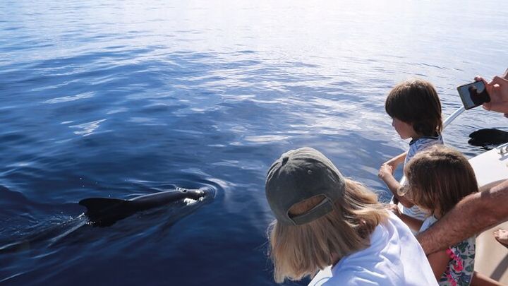 Tenerife Small-Group Whale- and Dolphin-Watching Cruise