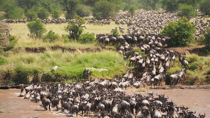 Serengeti Safari Over Eight Days