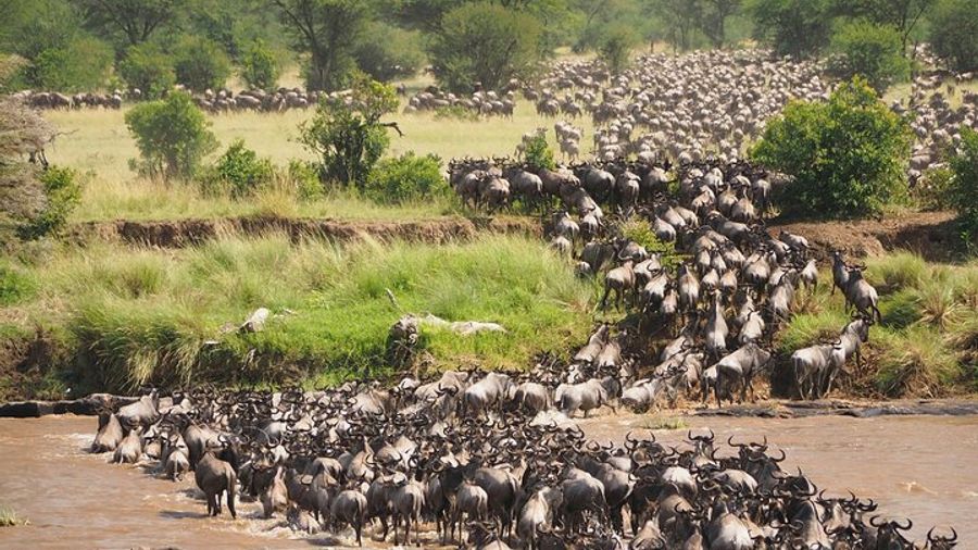 Serengeti Safari Over Eight Days