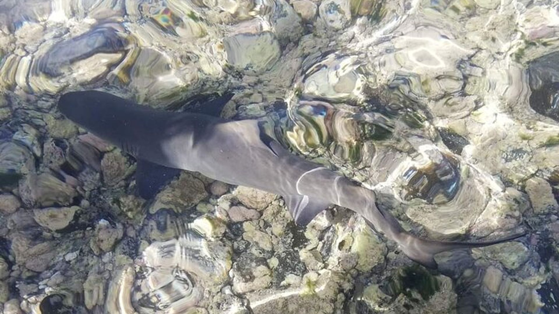 Full-day tour - Salt Mine, Blue Eye, Shark Watch and Kite Beach