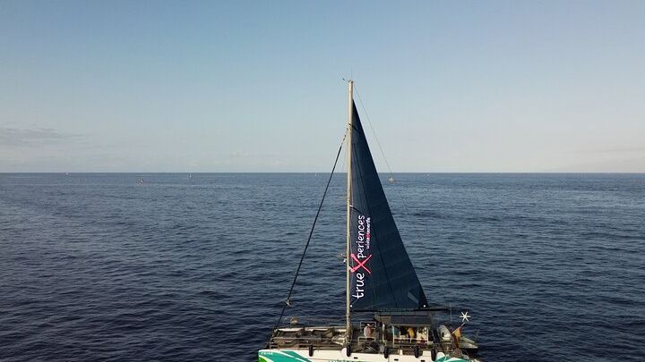 Tenerife Whale and Dolphin Boat Tour
