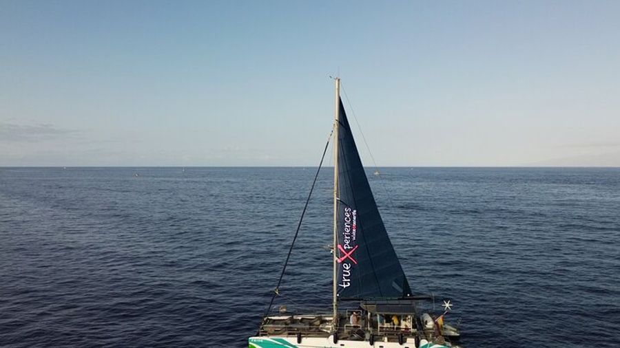 Tenerife Whale and Dolphin Boat Tour