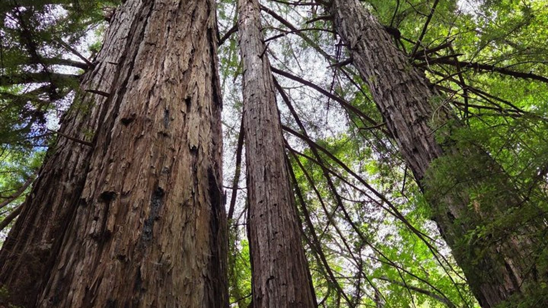 Big Sur McWay Falls entscheiden sich für 4- oder 5-stündige private Tour bis 12 Personen