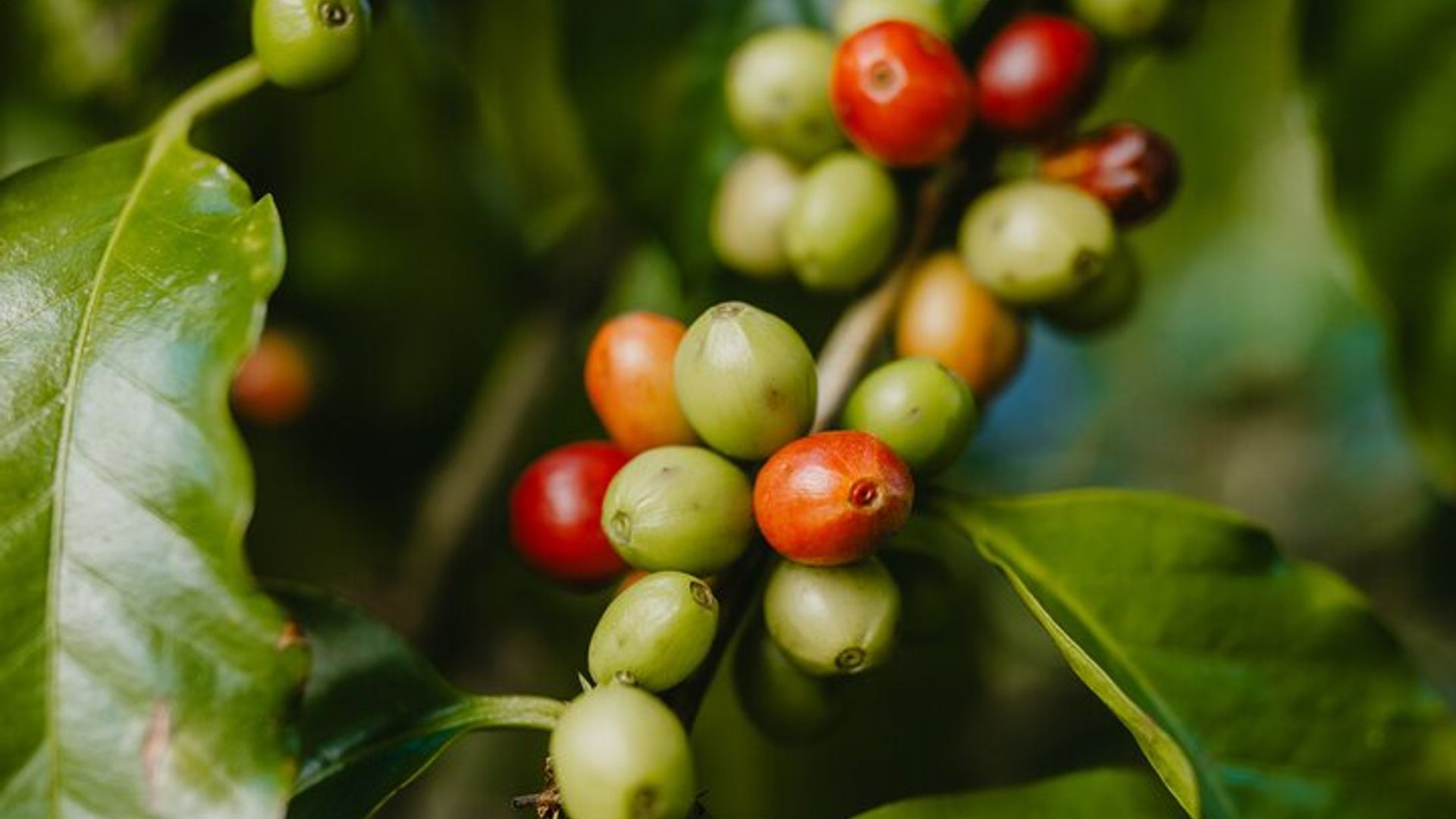 Chamarel’s Coffee Tour