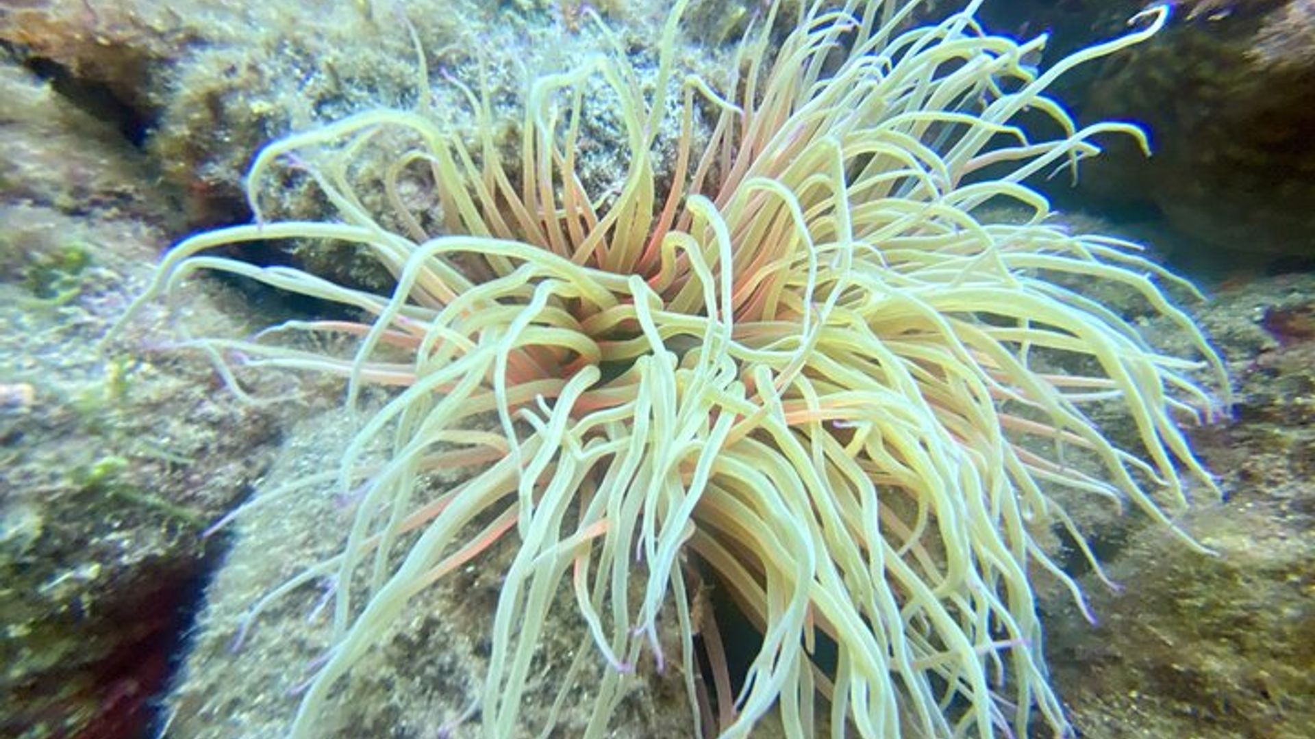 Aventure sous-marine avec baptême de mer sur l'Île d'Elbe