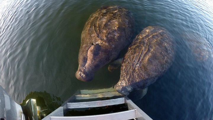 Small group Manatee Tour with In-Water Divemaster/Photographer