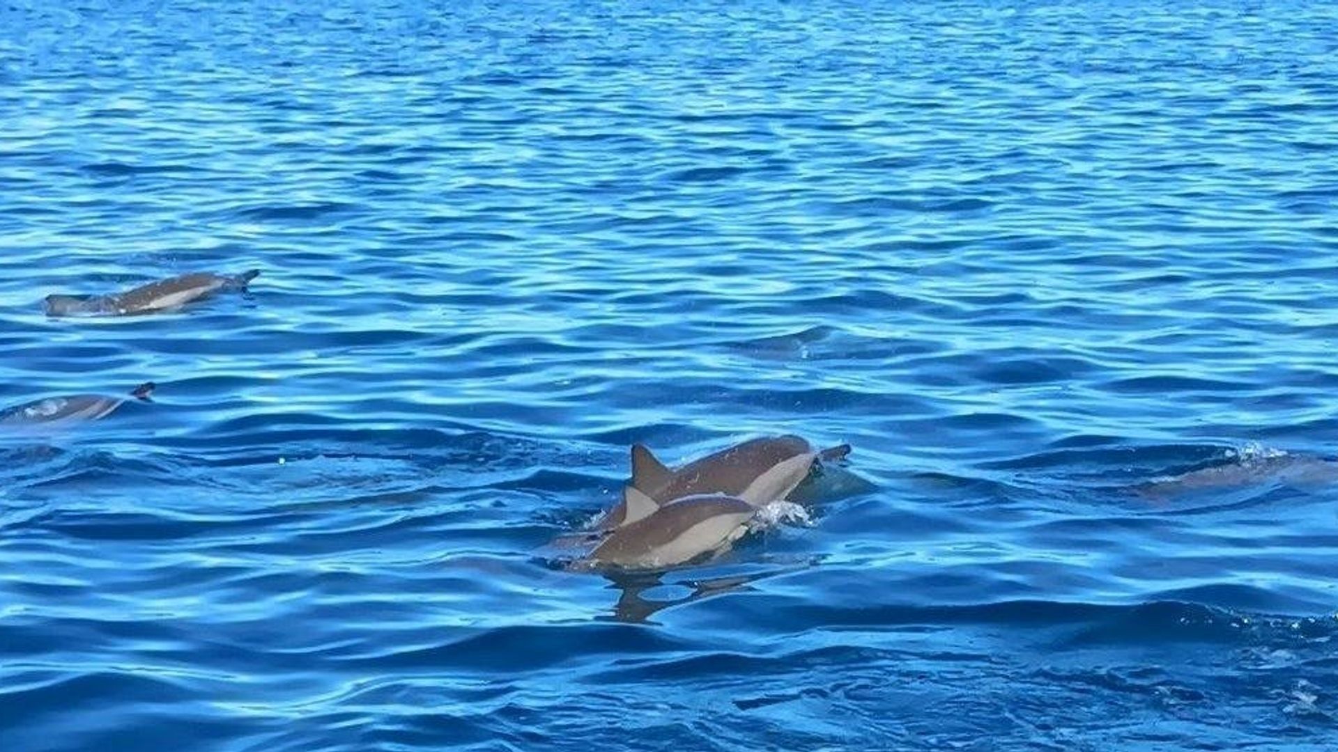 Mauritius dolphin watching speedboat tour