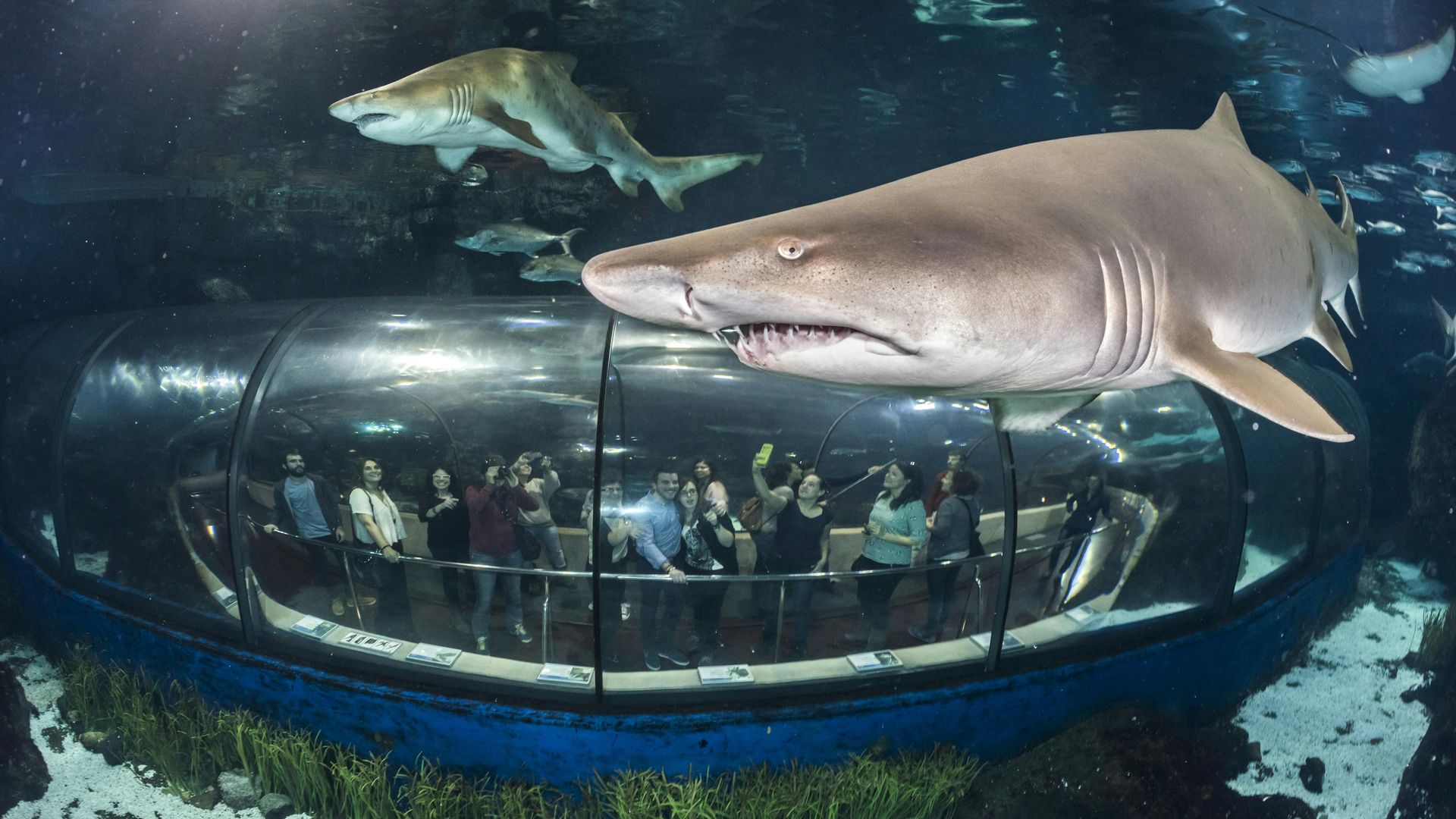 Entrada exclusiva al Aquarium de Barcelona