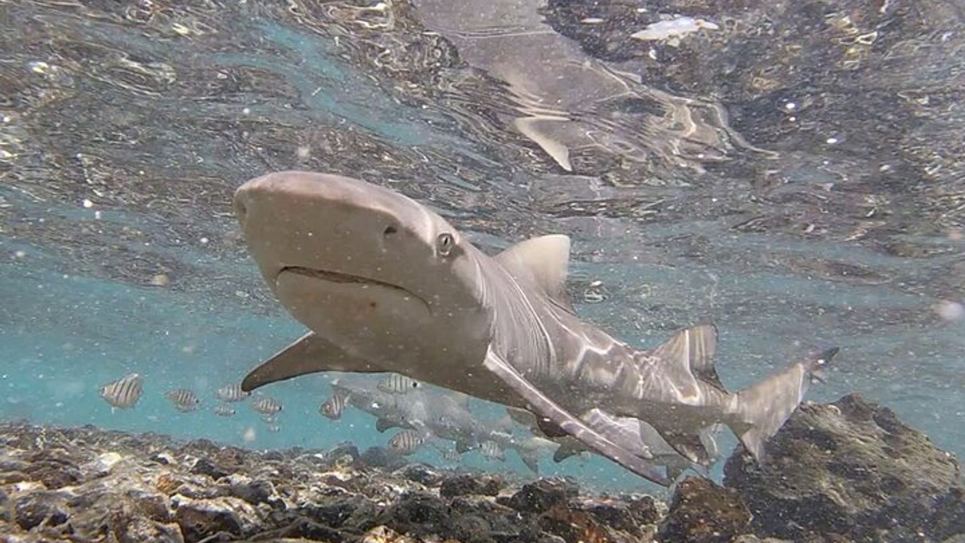 Excursión de día completo en grupo pequeño a Isla Sal, Bahía Shark y Lago Salado