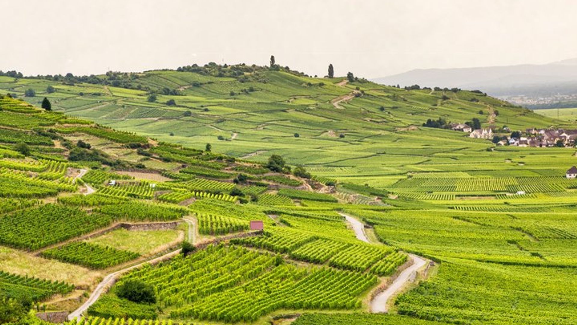 Lokaler Handwerkerführer, Weinbergführung, Weinkeller und 6 Orschwihr-Weine