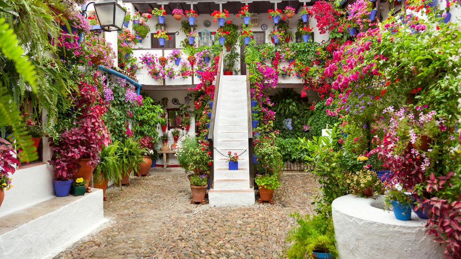 Tickets and guided tour of the authentic patios of Córdoba