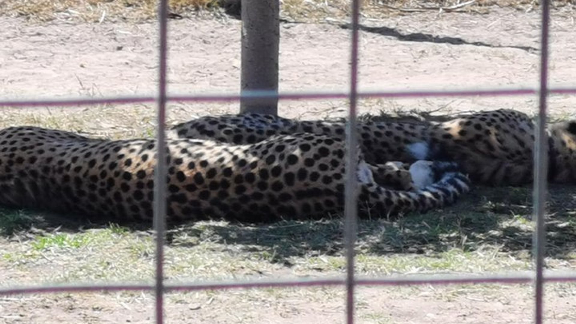 Visite de Cheetah Outreach, Gordon's Bay et Strand Beach