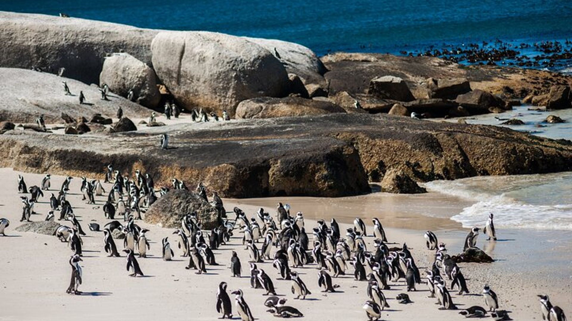 Visite d'une demi-journée à la rencontre des pingouins de Boulders Beach