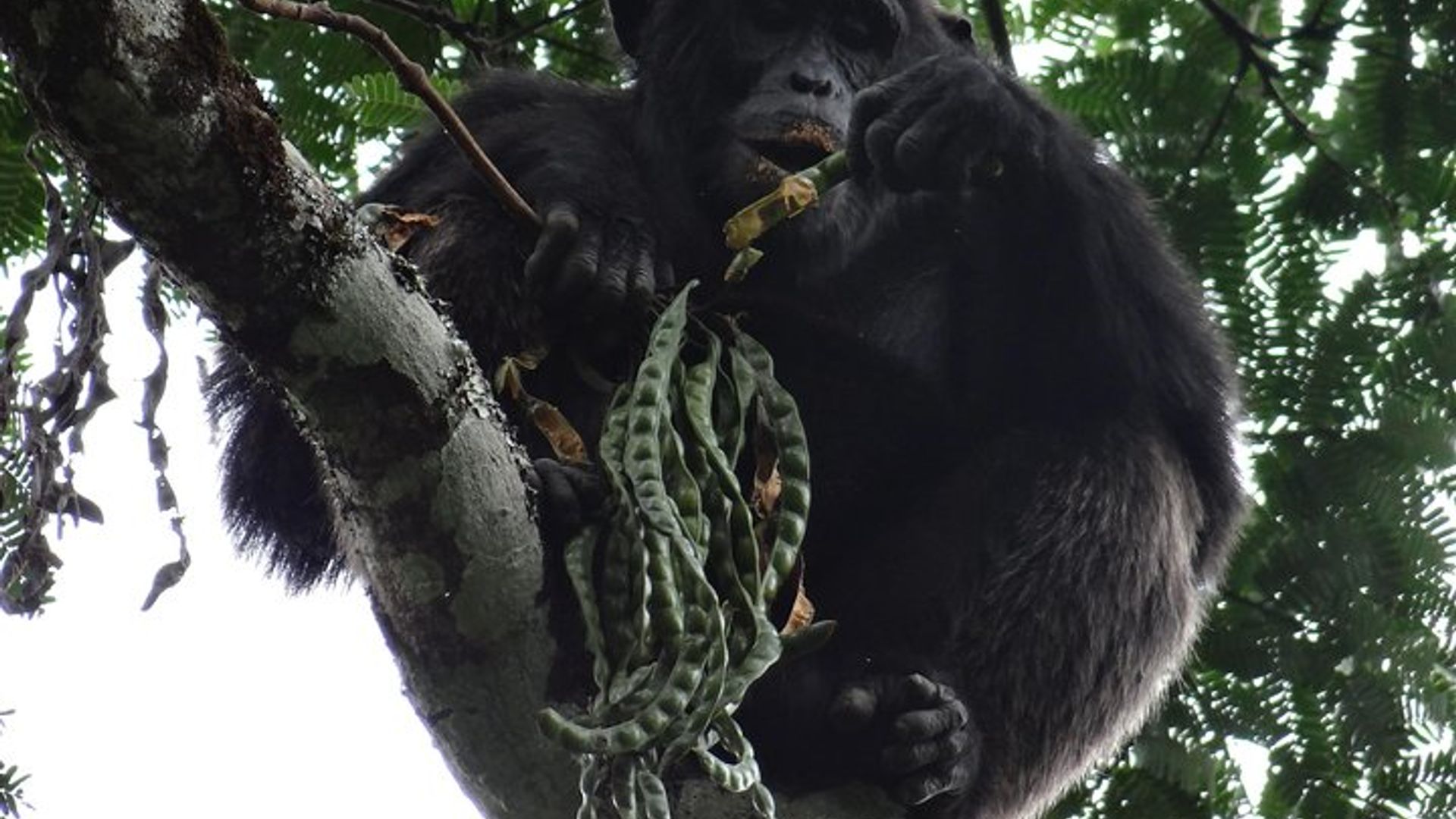 1 day chimpanzee tracking in budongo forest and kaniyo pabidi