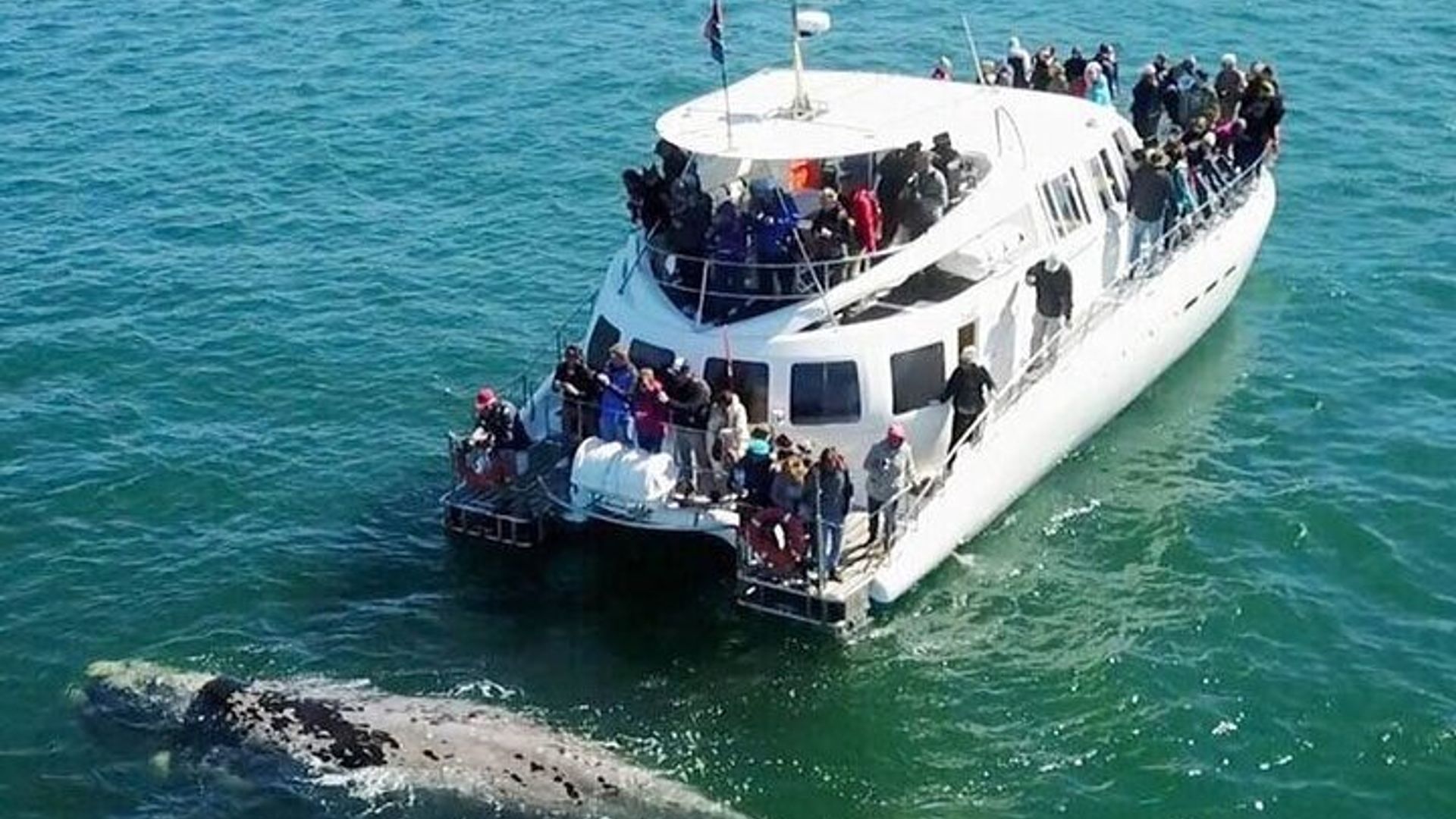 Hermanus Walbeobachtungsbootstour ab Kapstadt