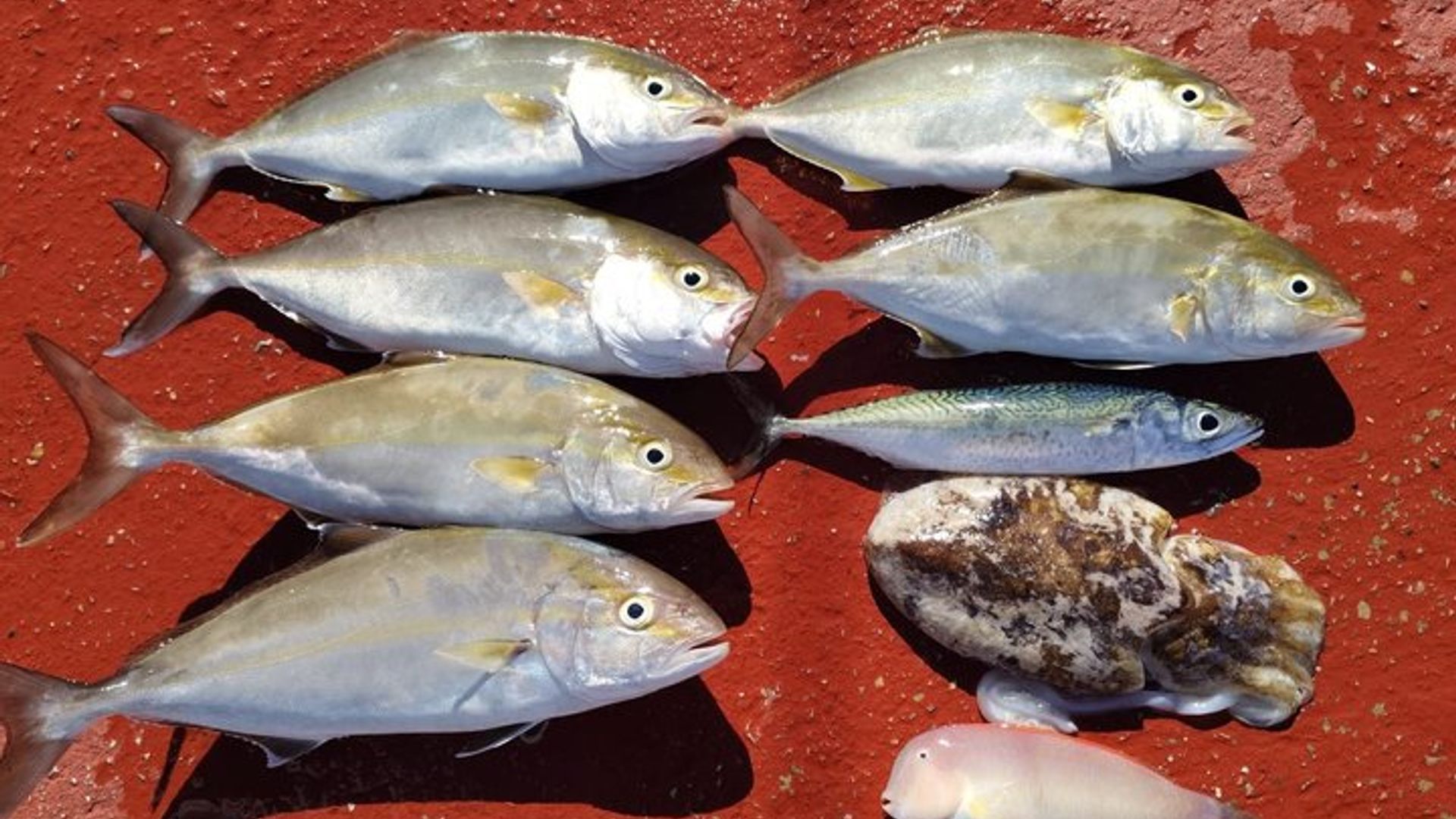 GARANTIE D'EXPÉRIENCE DE PÊCHE CAPTURE Option Wake et tubing