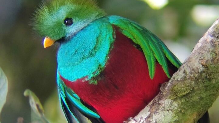 Monteverde Cloud Forest Tour – Small Group and Guide