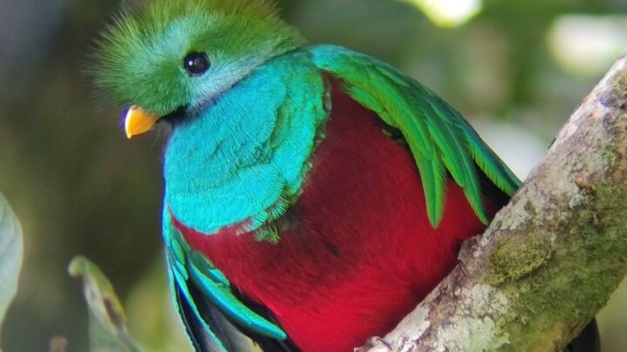 Monteverde Cloud Forest Tour – Small Group and Guide