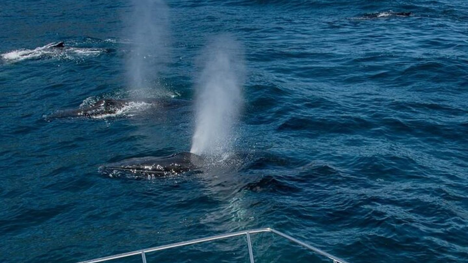 Observation des baleines à Hermanus