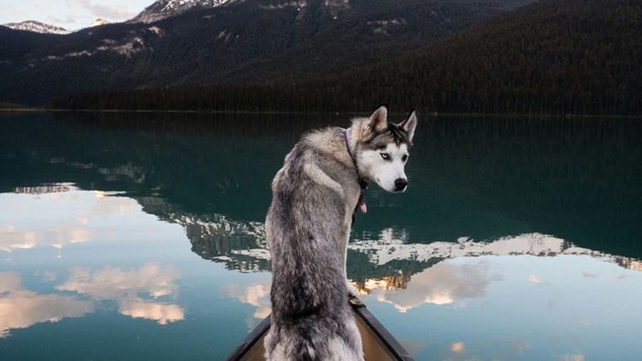 12 Iconic Stops: Banff & Yoho Premium Small Group Guided Tour
