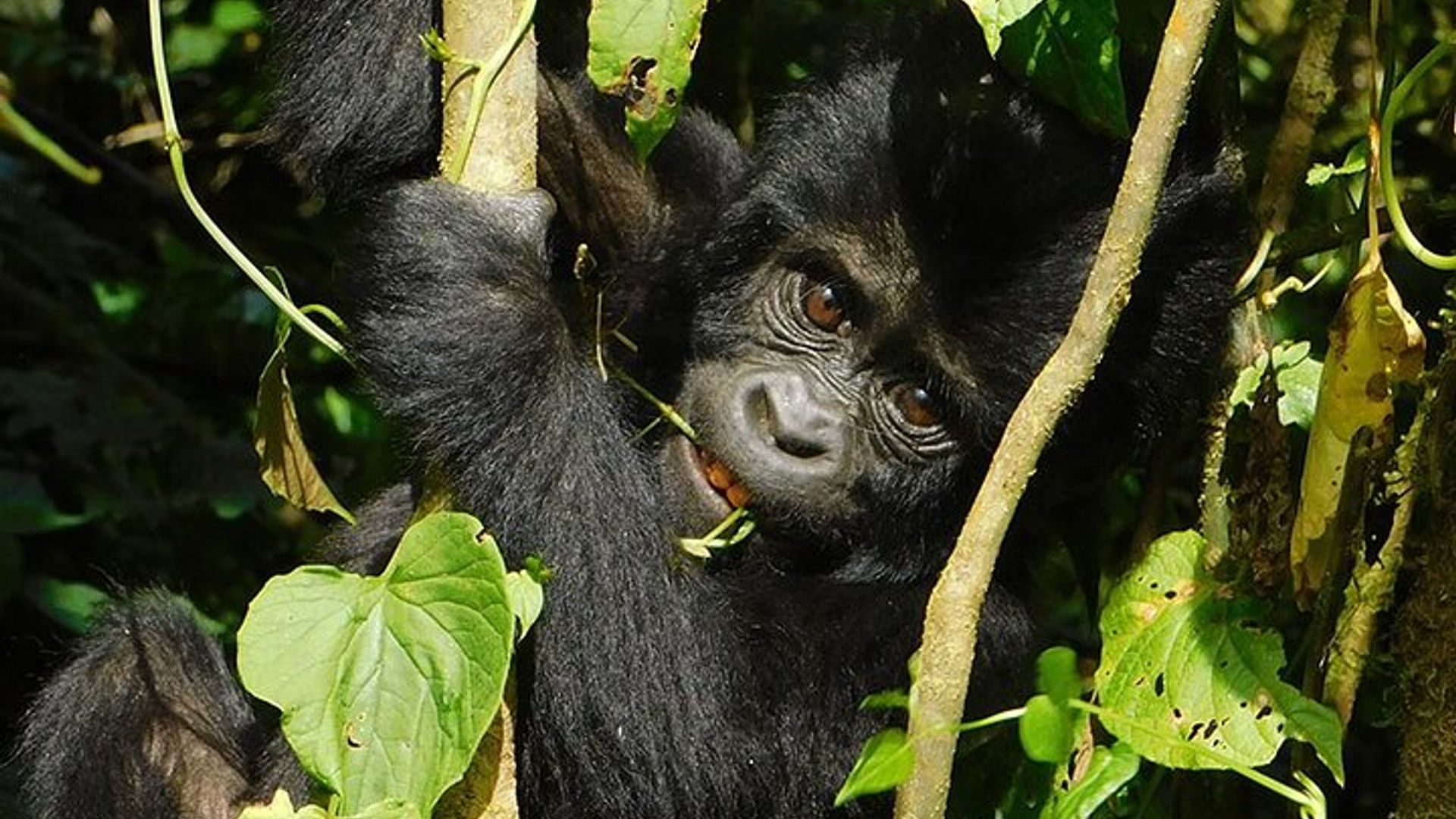Private 12-Day Wildlife Tour in Uganda
