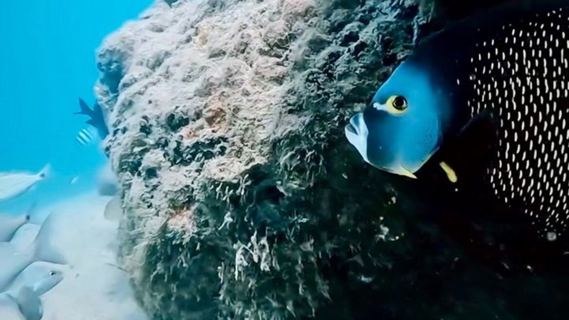 West Palm Beach: Privates geführtes Jet-Schnorchel-Erlebnis