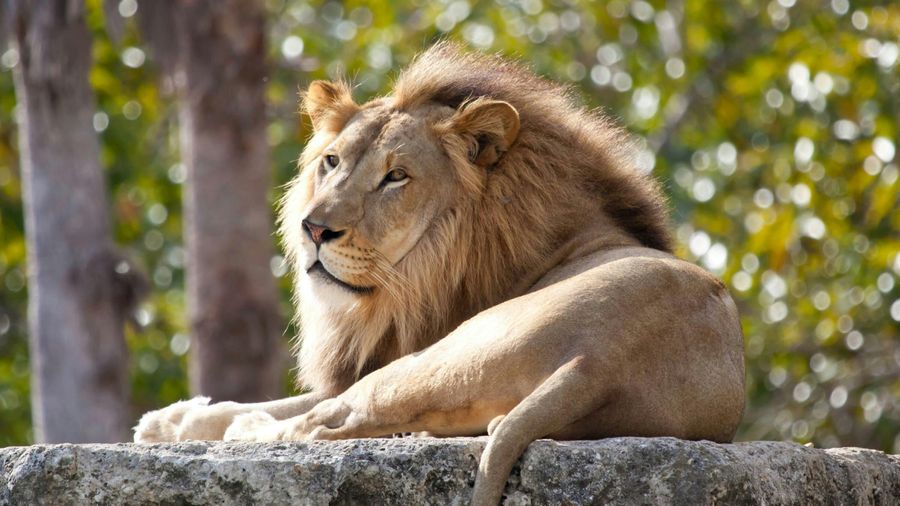 Pafos Zoo Ticket