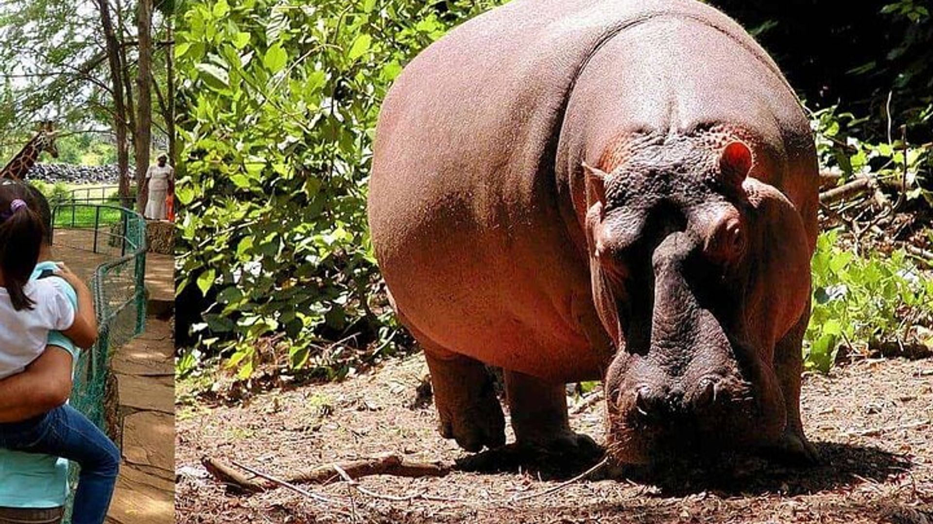 Escapade à Mombasa avec Haller Park Tours