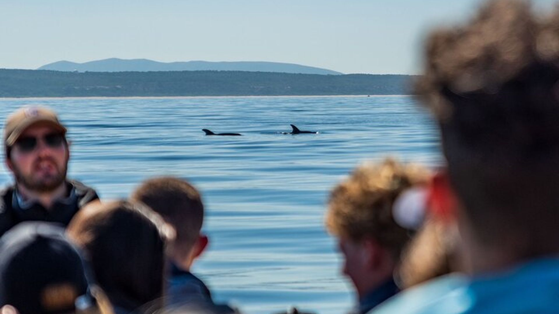 Lisbon Small-Group Dolphin Watching Cruise