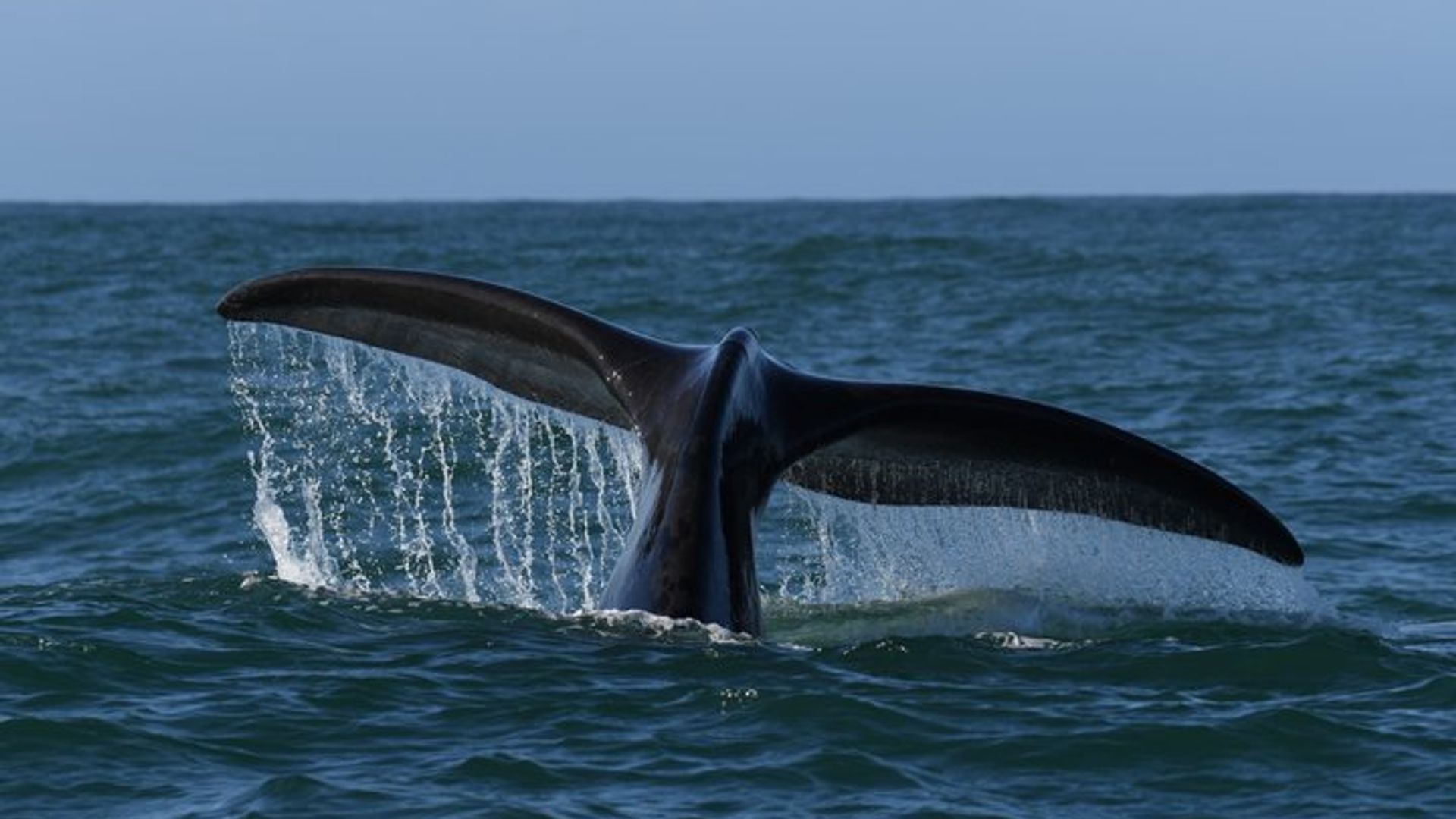 Avistamiento de ballenas y aventura de pingüinos en barco Hermanus