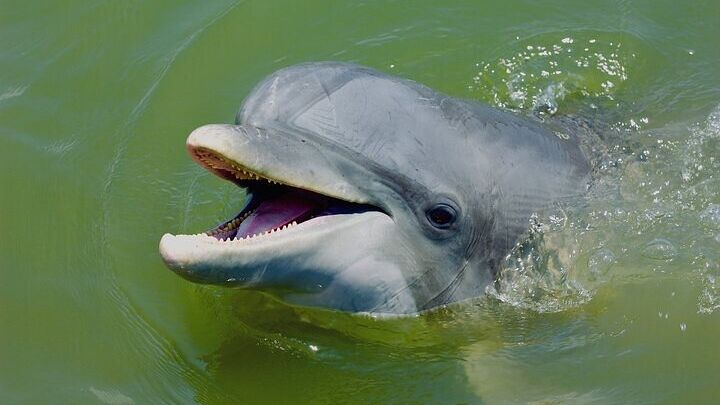 Hilton Head Island Kayak Tour With Bottlenose Dolphin Spotting