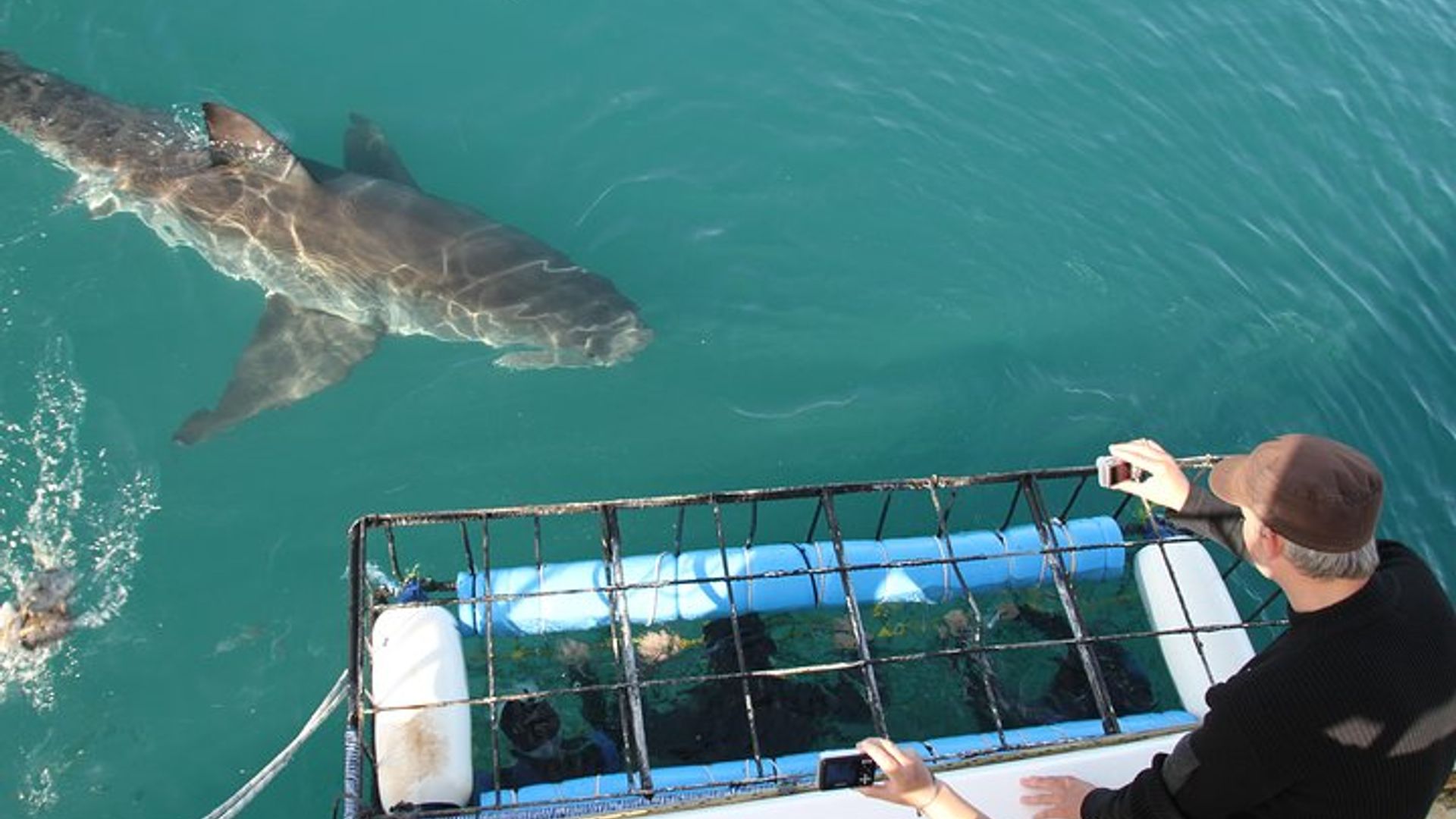 Cape Town Shark Cage Diving à Gaansbaai avec transferts