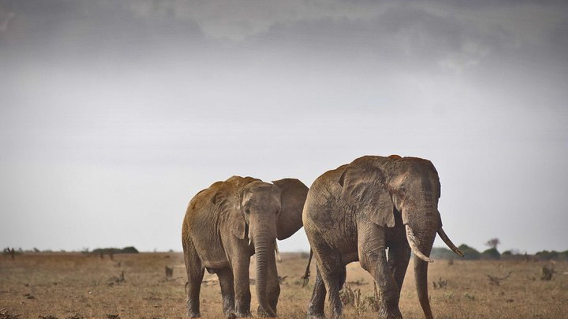 1-Day Tsavo East National Park Wildlife Safari From Mombasa