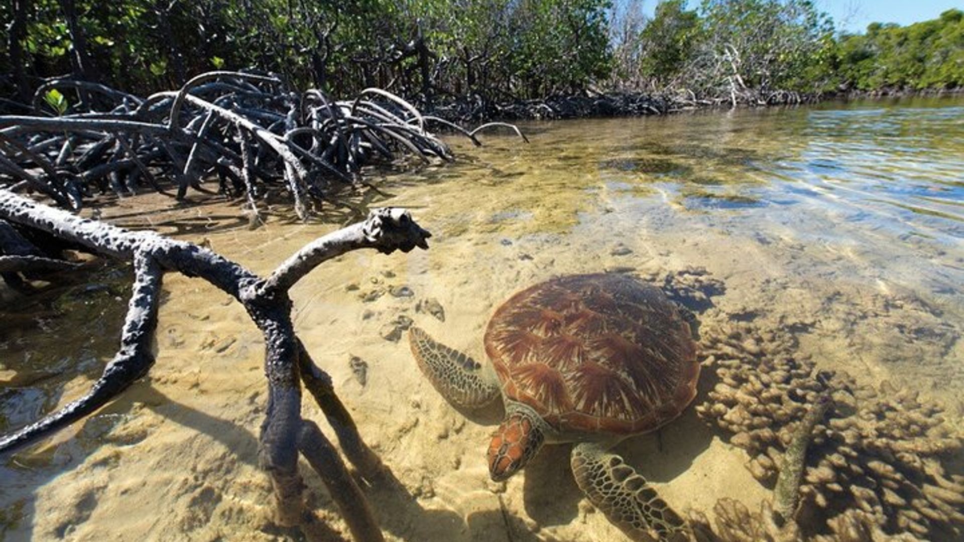 Mangrove Paddle Ride Sainte Anne Guadeloupe