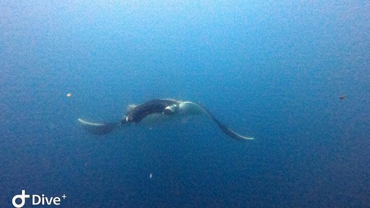 Catalina Islands Diving Experience