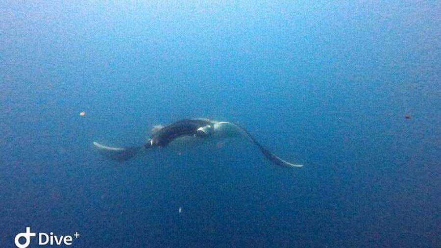 Catalina Islands Diving Experience