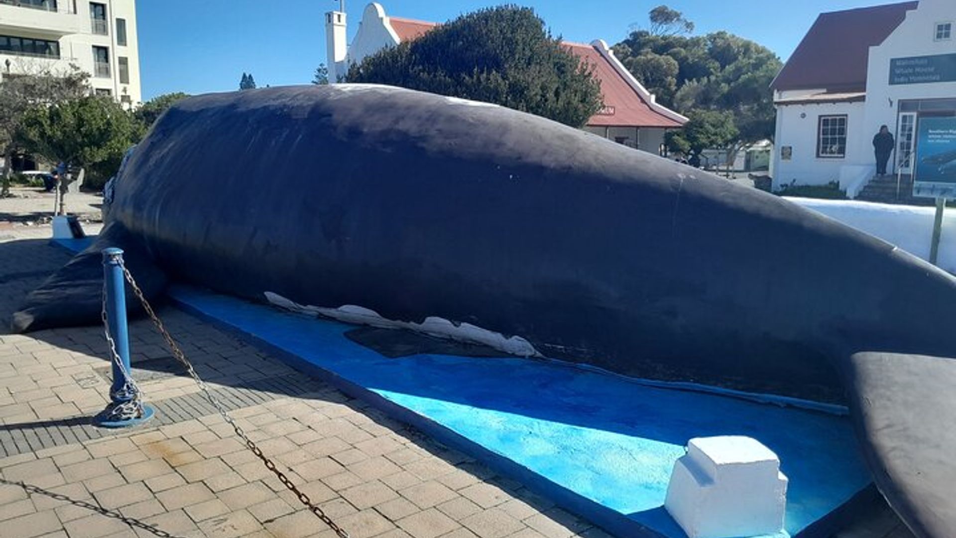 Private Guided Whale Watching Activity in Cape Town
