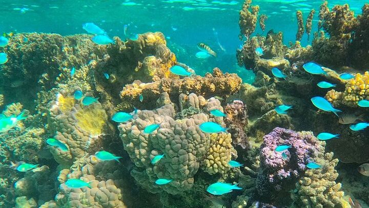 Bora Bora Lagoon Snorkel Safari Small-Group Half-Day Tour