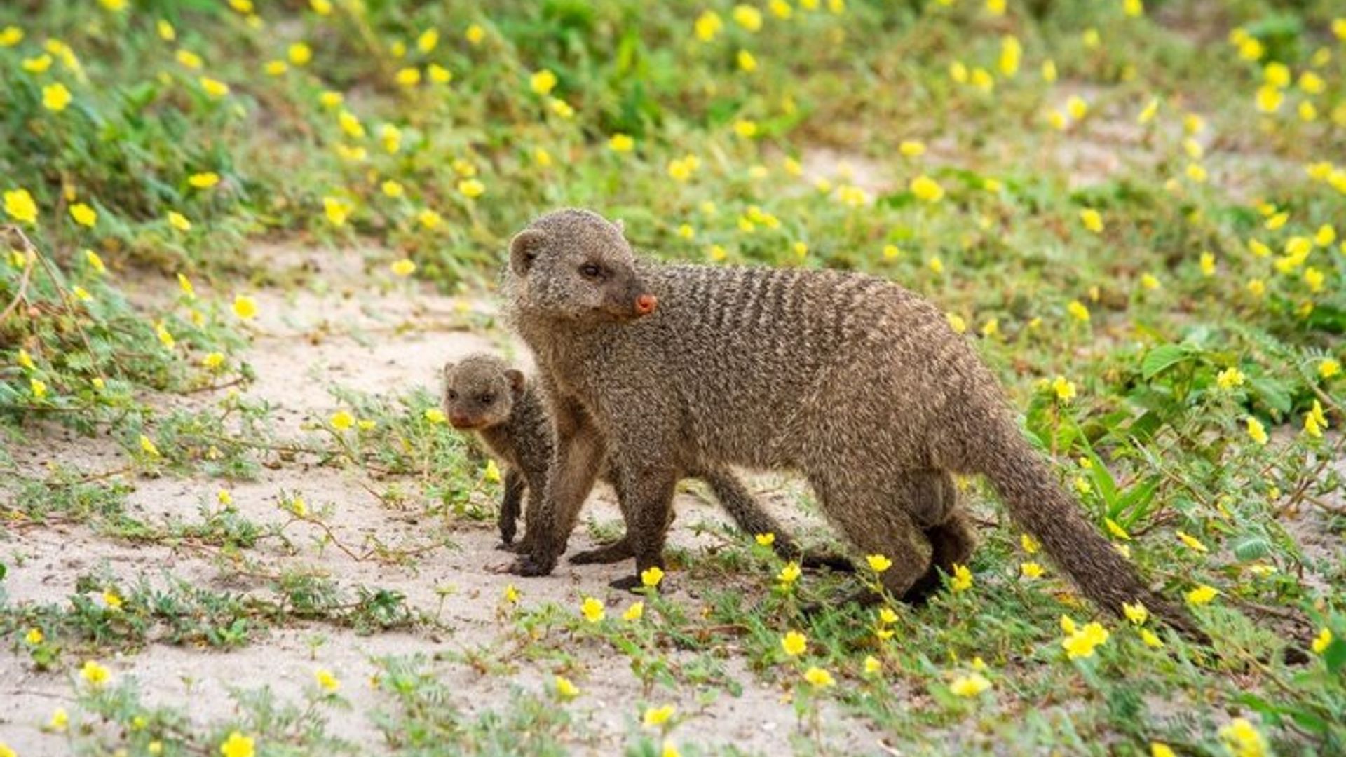 Iminsi 4 Yingando Safari Chobe Parike Yigihugu Botswana
